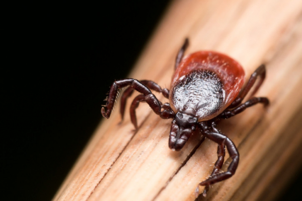 Tick season is expanding: Protect yourself against Lyme disease